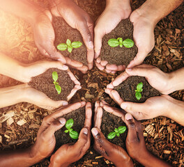 Wall Mural - Hands, people and soil with plants, teamwork and environment with climate change activist. Closeup, outdoor and group with ecology, future and earth day with support, sustainability and eco friendly