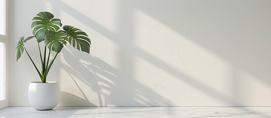 Aufkleber - Monstera leaves or Swiss Cheese plant displayed in a modern interior with a white background, embodying a minimalistic concept. The image includes copy space and selective focus.