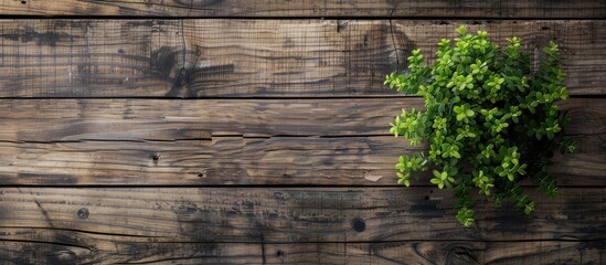 Canvas Print - Background material featuring a green plant and wood grain with ample copy space for images.