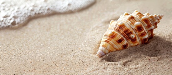 Aufkleber - Seashell on the sandy shore with a beautiful copy space image.