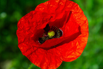 Wall Mural - Papaver rhoeas or common poppy, red poppy is an annual herbaceous flowering plant in the poppy family, Papaveraceae, with red petals