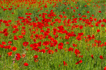 Wall Mural - Papaver rhoeas or common poppy, red poppy is an annual herbaceous flowering plant in the poppy family, Papaveraceae, with red petals