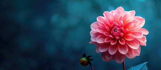 Sticker - High-quality photo of a vivid pink dahlia in a garden with a dark blue backdrop and ample copy space image.