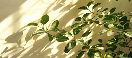 Poster - Plant branches casting shadows on a bright background, providing copy space image.
