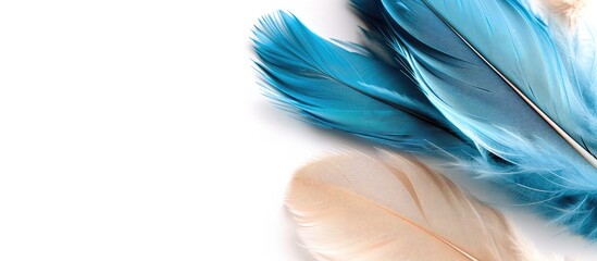 Aufkleber - Blue and beige feathers isolated on white backdrop with room for copy space image.