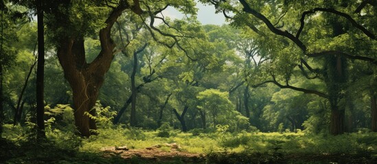 Poster - A panoramic photo featuring treetops, various trees, and blooming chestnut trees in the center, surrounded by abundant foliage, show detail with copy space image opportunity.