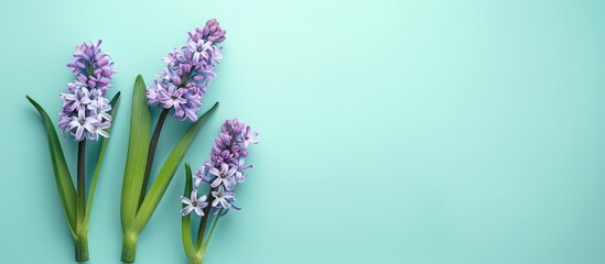 Aufkleber - Minimal concept of romance with hyacinth flowers on a light aqua backdrop for holiday greetings, featuring a flat lay style with a top view and copy space image.
