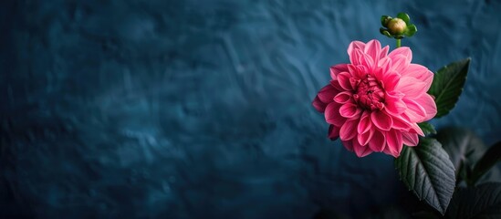 Sticker - High-quality photo of a vivid pink dahlia in a garden with a dark blue backdrop and ample copy space image.