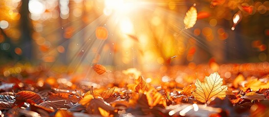Poster - Bright sunshine illuminates fallen leaves in an autumn forest creating a picturesque scene with abundant copy space image.