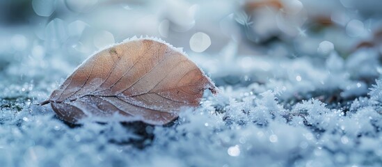 Leinwandbilder - A beautiful close-up winter image with a leaf covered by snow and ice, highlighting the texture and small white ice grains on the ground - perfect for a copy space image.