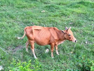 cow and calf