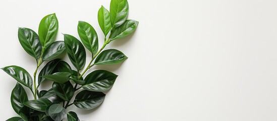 Aufkleber - Green leaves of Zamioculcas plant against a white backdrop with room for text. Emphasizing a tropical, botanical theme, featuring minimalistic home decor with house plants.