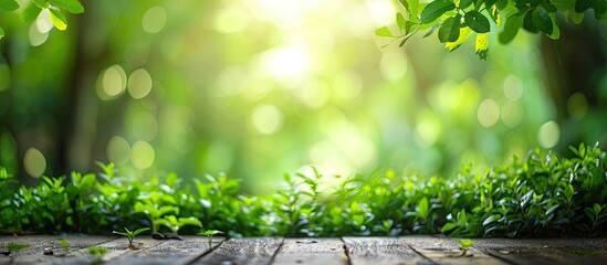 Poster - Blurry background of lush green nature with copy space image.