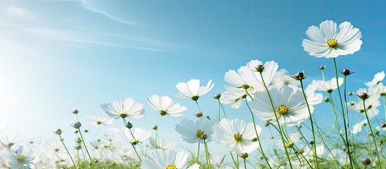 Poster - White cosmos flowers blooming in a field under a blue sky with morning sunshine, creating a romantic summer vacation aesthetic for a copy space image.