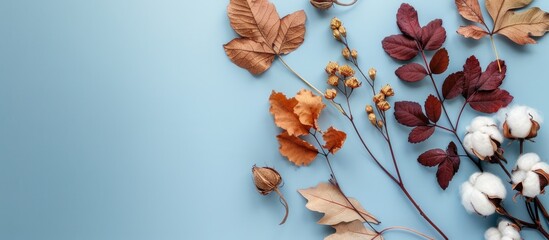 Aufkleber - Autumn-themed arrangement with cotton flowers and dried leaves on a light blue backdrop for fall concept. Flat lay style with top view and copy space image.