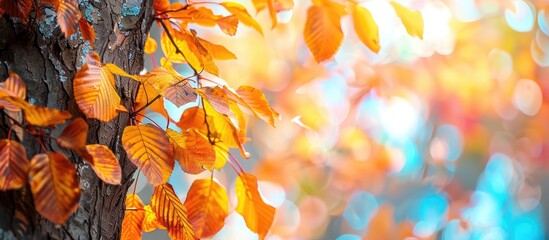 Poster - Outdoors on a sunny day, there is a stunning tree with vibrant autumn leaves providing ample copy space image.