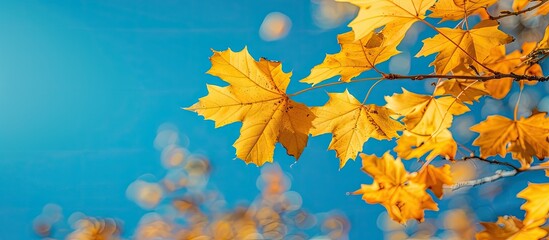 Aufkleber - A sunny autumn day with close-up macro photos of yellow maple leaves against a blue sky, offering copy space in natural light.