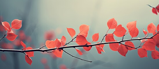 Poster - Autumn leaves in red hues on poplar branches with copy space image.