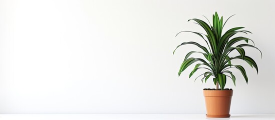 Aufkleber - A houseplant in a pot is highlighted on a white backdrop with empty space around it for inclusion of images or text.
