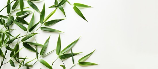 Poster - Bamboo leaves on a white backdrop with copy space image.