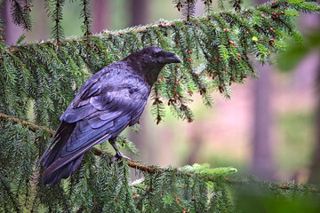 Canvas Print - Kolkrabe ( Corvus corax ).