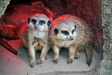 Wall Mural - Erdmännchen ( Suricata suricatta ).