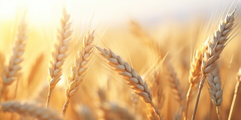 Close-up shot of wheat in a natural setting