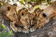 © Straxer - Four lionesses sharpening their claws on a tree trunk, Botswana