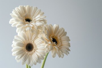 Canvas Print - Three Elegant White Gerbera Daisies Isolated