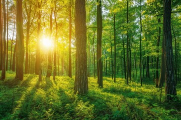 Wall Mural - Sunlit Forest in Summer