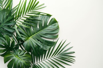 Canvas Print - Tropical Green Foliage on White Background