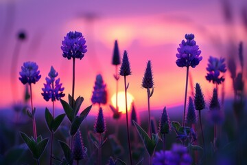 Wall Mural - Purple Wildflowers at Sunset