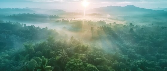 Wall Mural - sunrise over the jungle creates a dramatic aerial photograph perfect for capturing the beauty of nature