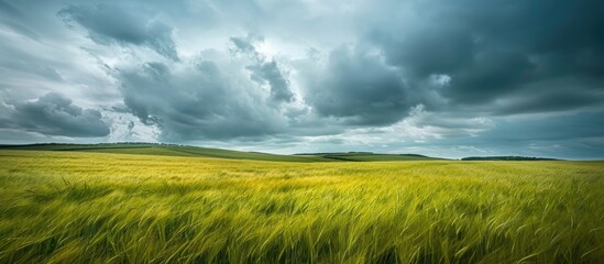 Fototapete - Scenic view featuring a field of lush yellow and green grass under a cloudy sky perfect for a copy space image