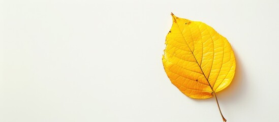 Fototapete - A vintage yellow leaf set against a blank white backdrop for a copy space image