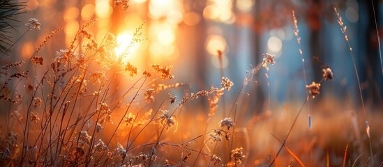 Fototapete - Sunset in a forest with autumn s dry grasses creating a blurred nature background perfect for a copy space image