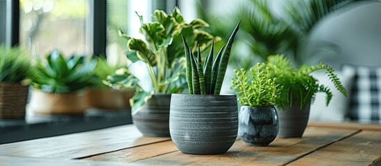 Poster - Indoor scene with lovely green houseplants in pots on wooden table perfect for a written message in the copy space image