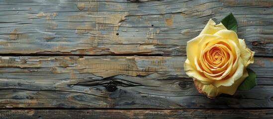 Aufkleber - A luxurious yellow rose with delicate petals on a rustic wooden background viewed from the top creating ample space for additional images