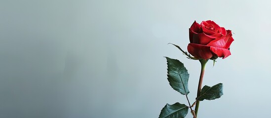 Leinwandbilder - Single red rose displayed on a copy space image
