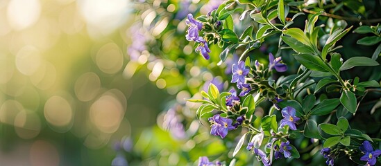 Aufkleber - A bush with violet flowers and green leaves under the sun on a sunny day suitable as a copy space image