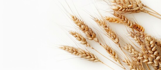 Poster - Isolated wheat spikelets on white backdrop with selective focus for food related copy space image