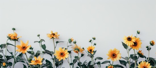 Aufkleber - A detailed shot of Mexican sunflowers against a white backdrop with copy space image