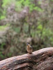 bird looking cute