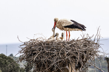 Wall Mural - White Storks, Ciconia ciconia at Odiaxere in the Algarve region, District Faro, Portugal.