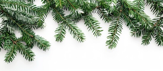 Poster - A Christmas border frame made from real fir branches on a white background with space available for text in the image. with copy space image. Place for adding text or design