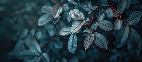 Canvas Print - background with dark blurred leaves for copy space image conveying a sense of mystery