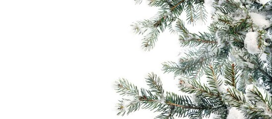 Poster - Snow covered pine tree branches against a white backdrop with ample copy space image