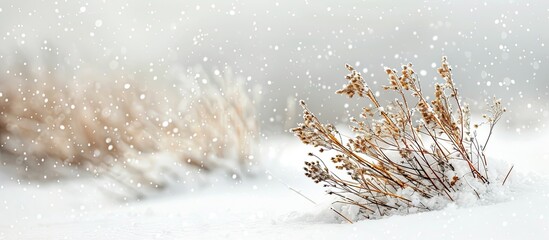 Poster - Blurry dry plant and grass on white snow in winter create an abstract natural background ideal for a copy space image