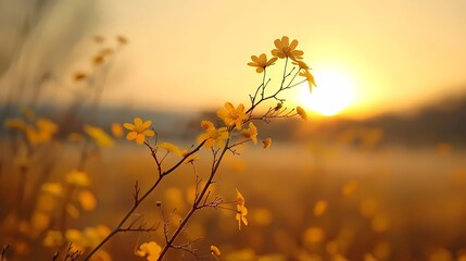 Wall Mural - sunset in the field