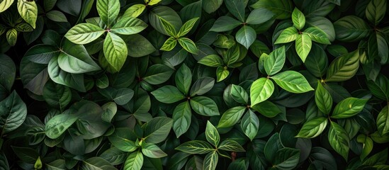 Aufkleber - A backdrop of lush green foliage with small leaves ideal for a picturesque copy space image